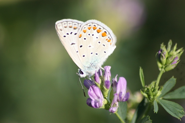 Tutti Polyommatus icarus M e F ???